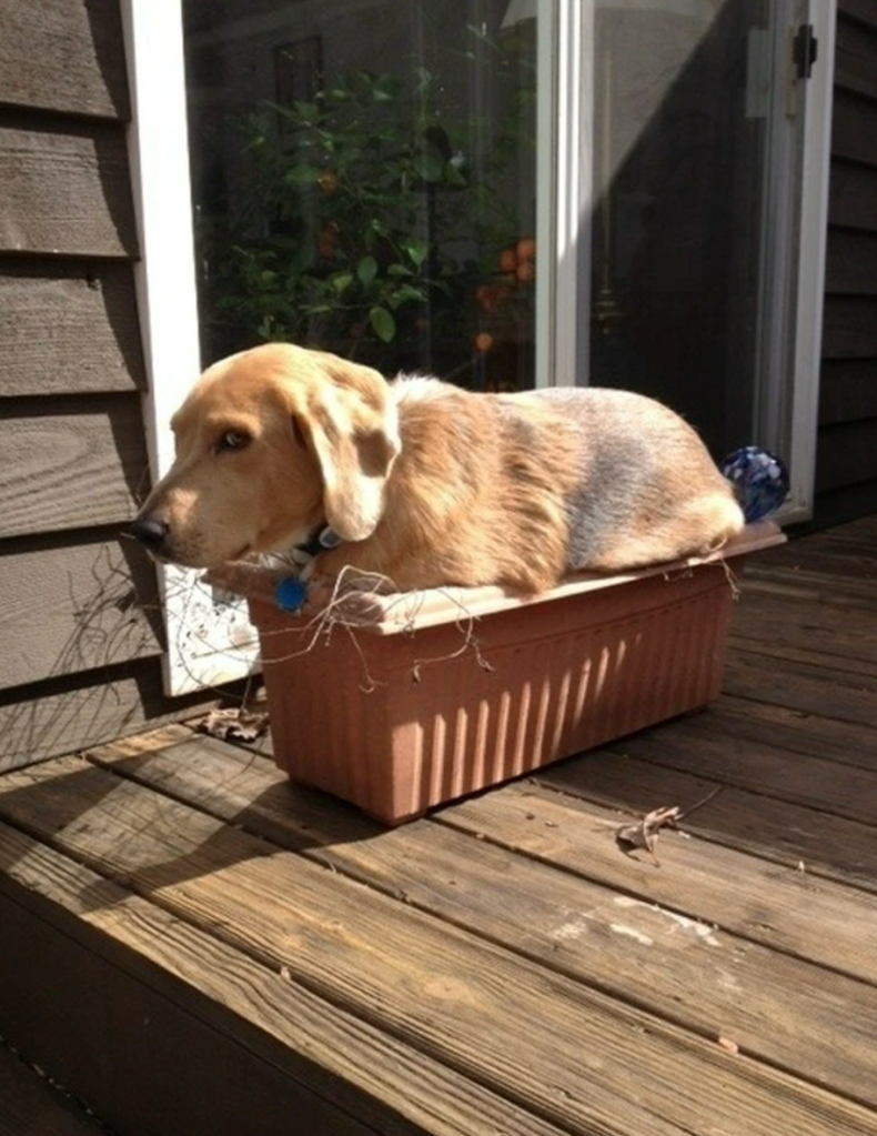 dog planter